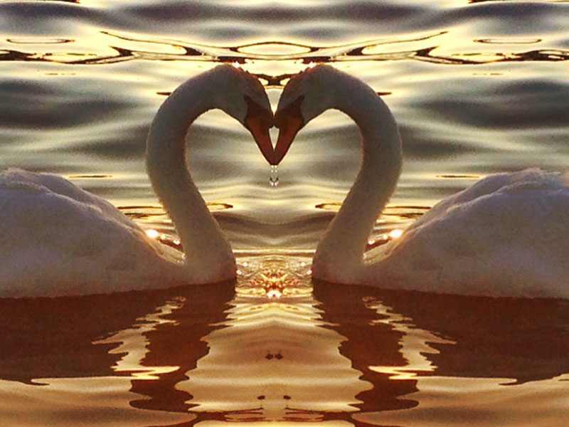 Swans looking at each other and making a heart.