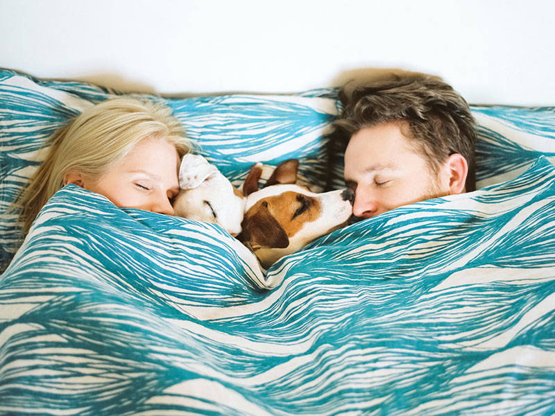 Two people snuggling in bed with two puppies during cuffing season.